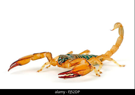 Robuste wühlen Knickwandschalen Rinde Skorpion, Skorpion, Ausschnitt, afrikanischen gelb-Bein Skorpion (Opistophthalmus Carinatus) Stockfoto