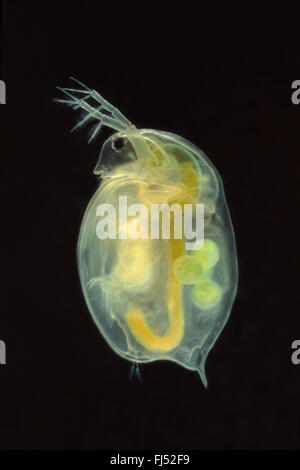 Großen Wasserfloh (Daphnia Magna), Baden, Deutschland Stockfoto