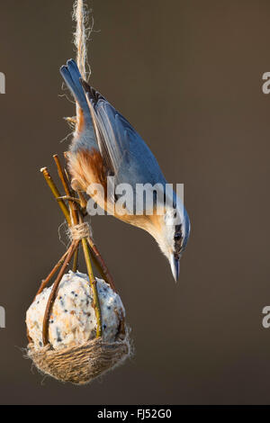 Eurasische Kleiber (Sitta Europaea), sitzt auf einem handgefertigten Fett Ball im Korb gemacht Willow Zweige, Deutschland Stockfoto