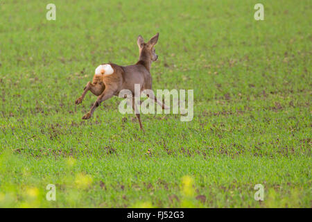 Reh (Capreolus Capreolus), Doe Flucht über einen Hektar, Niederbayern, Niederbayern, Bayern, Deutschland Stockfoto