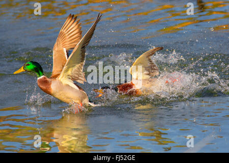 Stockente (Anas Platyrhynchos), zwei Erpel in territorialen Kampf, Deutschland, Bayern Stockfoto