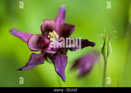 Europäische Akelei (Aquilegia Vulgaris), Blume, Deutschland, Baden-Württemberg Stockfoto