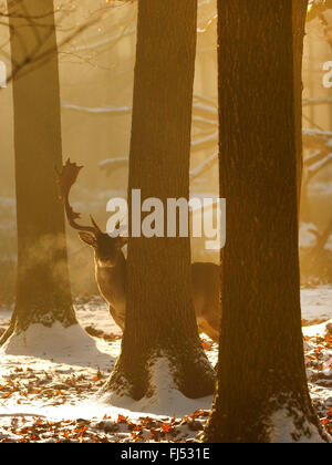 Damhirsch (Dama Dama, Cervus Dama), Damwild Reh im Winter, Deutschland, Erzgebirge Stockfoto