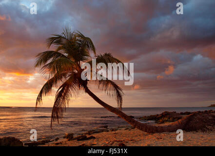 Palmen Sie am Meer im Abendrot, Akumal, Karibik, Mexiko, Yucatan Stockfoto