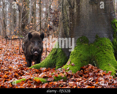 Wildschwein, Schwein, Wildschwein (Sus Scrofa), junge Keiler steht an einer Buche im Wald im Winter, Deutschland, Baden-Württemberg Stockfoto