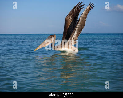 brauner Pelikan (Pelecanus Occidentalis), juvenile abheben, Mexiko, Yucatan Stockfoto