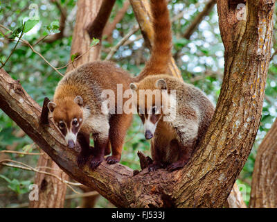 White-gerochene Nasenbär (Nasua Narica), sitzt auf einem Baum, Mexiko, Yukatan Stockfoto