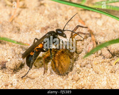 Black-banded Spinne Wespe (Anoplius Viaticus, Anoplius Fuscus, Pompilus Viaticus), Weibchen mit gefangen und gelähmt Wolfspinne (Lycosidae), Deutschland Stockfoto