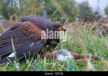 harris'hawk (Parabuteo Unicinctus), fing ein Kaninchen Stockfoto