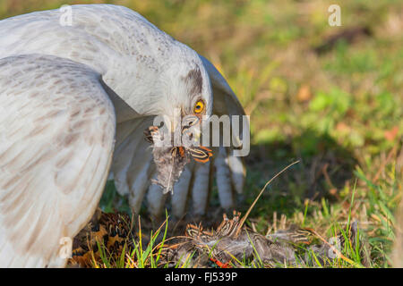 nördlichen Habicht (Accipiter Gentilis), Albino nimmt einen gefangen Fasan Stockfoto