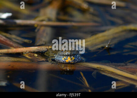 Rotbauchunke (Bombina bombina), die Kröte auf der Wasseroberfläche, Rumänien, Moldau, Ia&#537; Ich Stockfoto