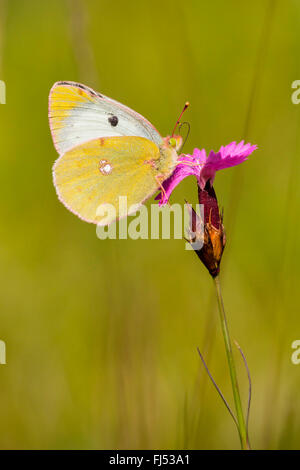 Blasses gelb getrübt (Colias Hyale), sitzt auf einem rosa Blume, Deutschland, Baden-Württemberg, Kaiserstuhl Stockfoto