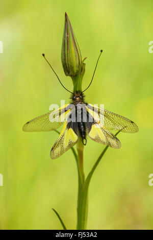 Owlflies (Libelloides Coccajus, Libelloides Coccaius, Ascalaphus Libelluloides), auf eine Blütenknospe, Deutschland, Baden-Württemberg, Kaiserstuhl Stockfoto