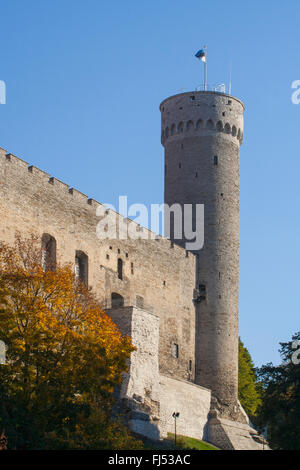 Pikk Hermann (Tall Hermann) Turm der Toompea Burg, Tallinn, Estland Stockfoto