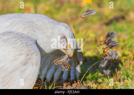 nördlichen Habicht (Accipiter Gentilis), Albino nimmt einen gefangen Fasan Stockfoto