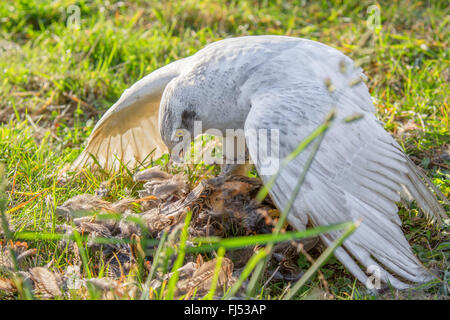 nördlichen Habicht (Accipiter Gentilis), Albino nimmt einen gefangen Fasan Stockfoto