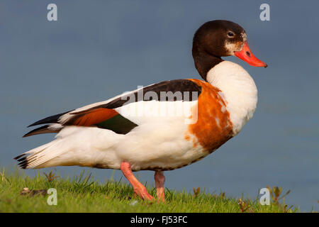 gemeinsamen Brandgans (Tadorna Tadorna), Weiblich, stehend am Rand des Ufers, Seitenansicht, Deutschland, Schleswig-Holstein Stockfoto