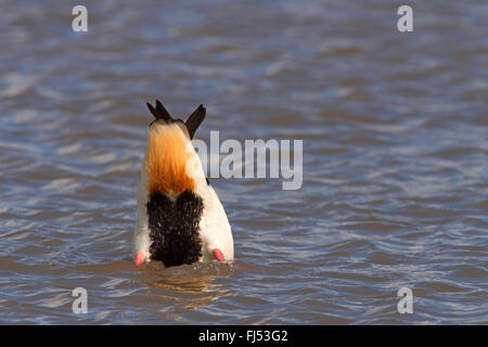 gemeinsamen Brandgans (Tadorna Tadorna), Dilettantismus Drake in der Zucht Gefieder, Deutschland, Schleswig-Holstein Stockfoto