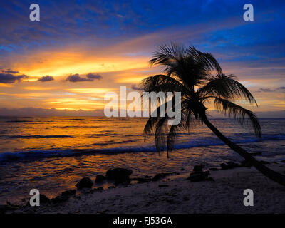 Palmen Sie am Meer im Abendrot, Akumal, Karibik, Mexiko, Yucatan Stockfoto