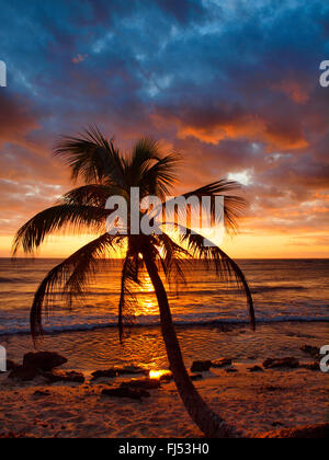 Palmen Sie am Meer im Abendrot, Akumal, Karibik, Mexiko, Yucatan Stockfoto