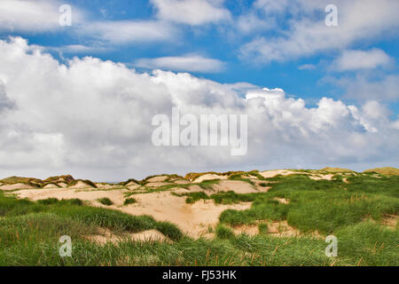 Strandhafer, Europäische Strandhafer, Dünengebieten Grass, Psamma, Meer Sand-Reed (Ammophila Arenaria) gewachsen Dünenlandschaft, Dänemark, Juetland, Nationalpark Thy Stockfoto