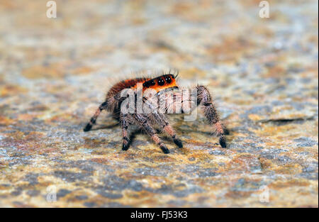 springenden Spinnen, königliche Springspinne (Phidippus Regius), Weiblich Stockfoto