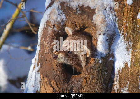 gemeinsamen Waschbär (Procyon Lotor), Blick eine Baumhöhle im Winter, Deutschland, Nordrhein-Westfalen Stockfoto