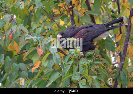 harris'hawk (Parabuteo Unicinctus), auf einem Ast auf einem Strauch Stockfoto