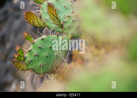 Feigenkaktus, braun-Exemplaren Feigenkaktus, dicht Spined Stachelige Birne, Purple-Fruited Feigenkaktus, Mojave Feigenkaktus (Opuntia Phaecantha) eingebürgert, Deutschland, Baden-Württemberg, Kaiserstuhl Stockfoto