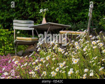 Oxeye Daisy, Ochsen-Auge Daisy, weiß-Weed, White Daisy Hund Gänseblümchen, Margerite (Chrysanthemum Leucanthemum, Leucanthemum Vulgare), in der Nähe von natürlichen Garten mit vielen Blumen (Oxeye Gänseblümchen und Rock Seifenkraut), Deutschland Stockfoto