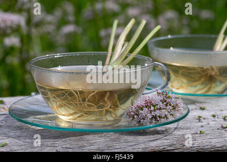 gemeinsamen Baldrian, Balderbracken, Garten Heliotrop, Garten Baldrian (Valeriana Officinalis), selbst gemachte Baldrian Tee Stockfoto