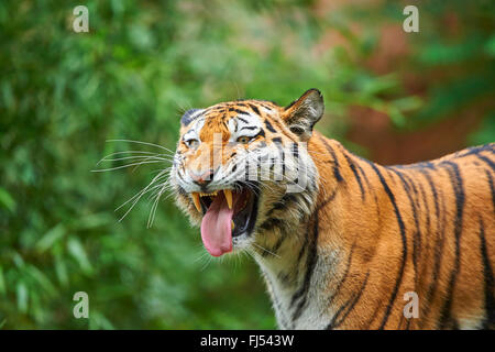 Sibirischer Tiger, Amurian Tiger (Panthera Tigris Altaica), brüllt Stockfoto