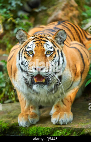 Sibirischer Tiger, Amurian Tiger (Panthera Tigris Altaica), liegend, Porträt Stockfoto
