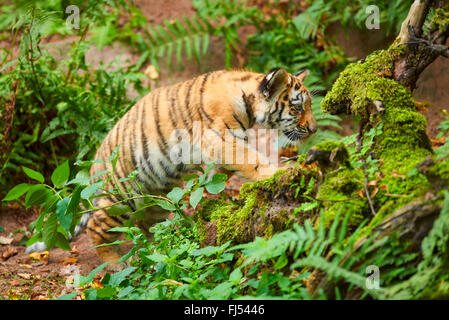 Sibirische Tiger, Amurian Tiger (Panthera Tigris Altaica), cup Stockfoto