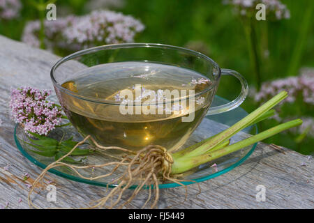 gemeinsamen Baldrian, Balderbracken, Garten Heliotrop, Garten Baldrian (Valeriana Officinalis), selbst gemachte Baldrian Tee Stockfoto