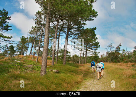 Scotch, Kiefer, Föhre (Pinus Sylvestris), Wanderer in offenen Pinienwald, Nationalpark Thy, Lobjerg, Juetland, Dänemark Stockfoto