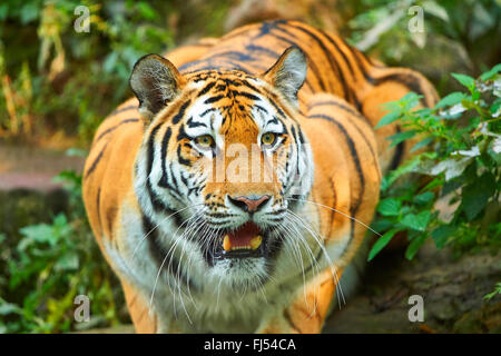 Sibirischer Tiger, Amurian Tiger (Panthera Tigris Altaica), liegend, Porträt Stockfoto