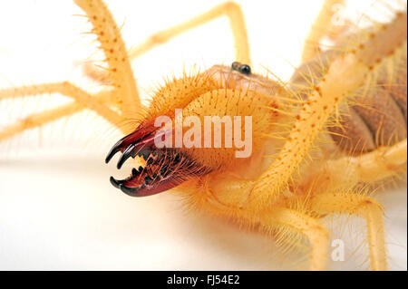 Kamel Spinnen, Skorpione Wind, Sonne Spinnen, Walzenspinnenfauna (Galeodes Granti), Portrait, Ausschnitt Stockfoto