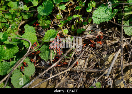 Firebug (Pyrrhocoris Apterus), mehrere Leuchtkäfer auf dem Boden, Rumänien, Karpaten Stockfoto