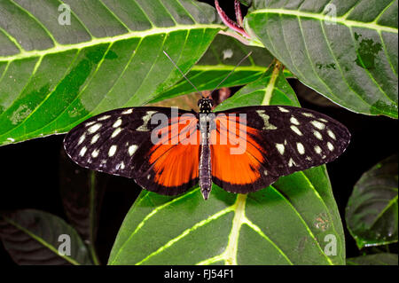 Hecales Longwing, Leidenschaften Blume Schmetterling, Tiger Longwing Schmetterling (Heliconius Aigeus), sitzt auf einem Blatt Stockfoto