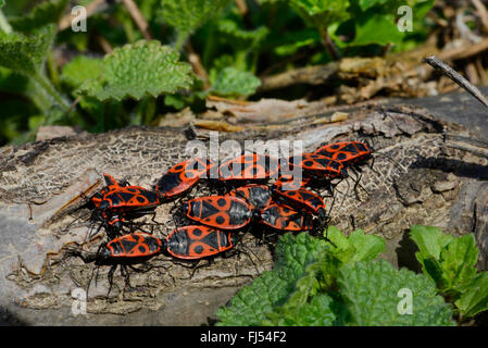 Firebug (Pyrrhocoris Apterus), mehrere Leuchtkäfer Sonnen auf ein Stück Holz, Rumänien, Karpaten Stockfoto