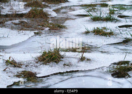 Rasen Sie in eine gefrorene Pfütze, Deutschland Stockfoto