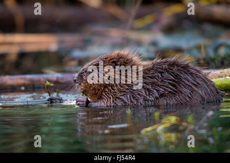 Eurasische Biber, europäische Biber (Castor Fiber), speist einen Willow Zweig im Wasser, Schweiz, Bodensee Stockfoto