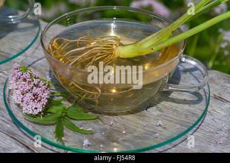 gemeinsamen Baldrian, Balderbracken, Garten Heliotrop, Garten Baldrian (Valeriana Officinalis), selbst gemachte Baldrian Tee Stockfoto