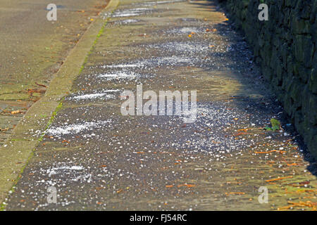 Auftauen Salz auf Bürgersteig, Deutschland Stockfoto