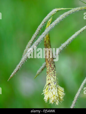 Hängende Segge, Riesen-Segge Grass (Carex Pendel), männliche und weibliche Spikes, Oberbayern, Oberbayern, Bayern, Deutschland Stockfoto