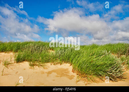 Strandhafer, Europäische Strandhafer, Dünengebieten Grass, Psamma, Meer Sand-Reed (Ammophila Arenaria) gewachsen Dünenlandschaft, Dänemark, Juetland, Nationalpark Thy Stockfoto