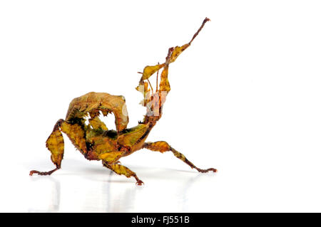Riesige stacheligen Stabheuschrecke, Macleay Spectre (Extatosoma Tiaratum), in der Verteidigung Haltung, Ausschnitt Stockfoto