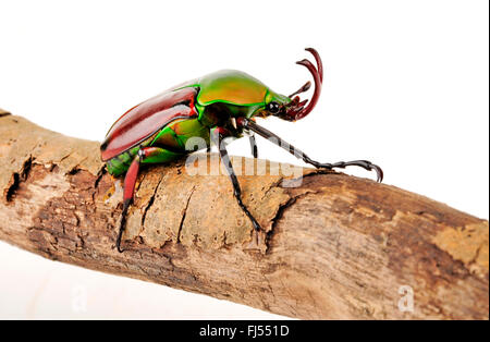 Rose Käfer; Rose Chafer (Eudicella Aethiopica), auf einem Ast, Ausschnitt, Äthiopien Stockfoto