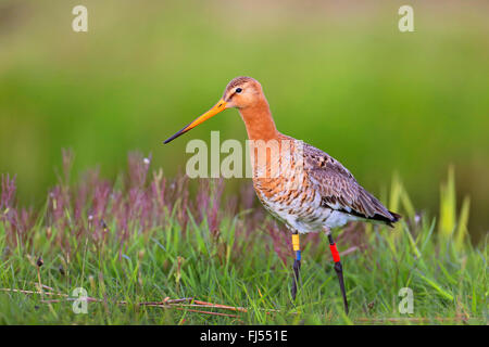 Uferschnepfe (Limosa Limosa), steht auf dem Rasen, farbig beringt, Niederlande, Friesland Stockfoto